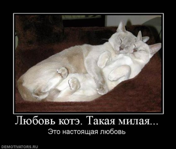 http://cs412.vkontakte.ru/u1050702/98183382/x_c26846e4.jpg